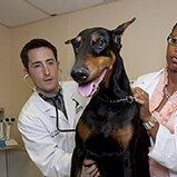 Veterinary Industry